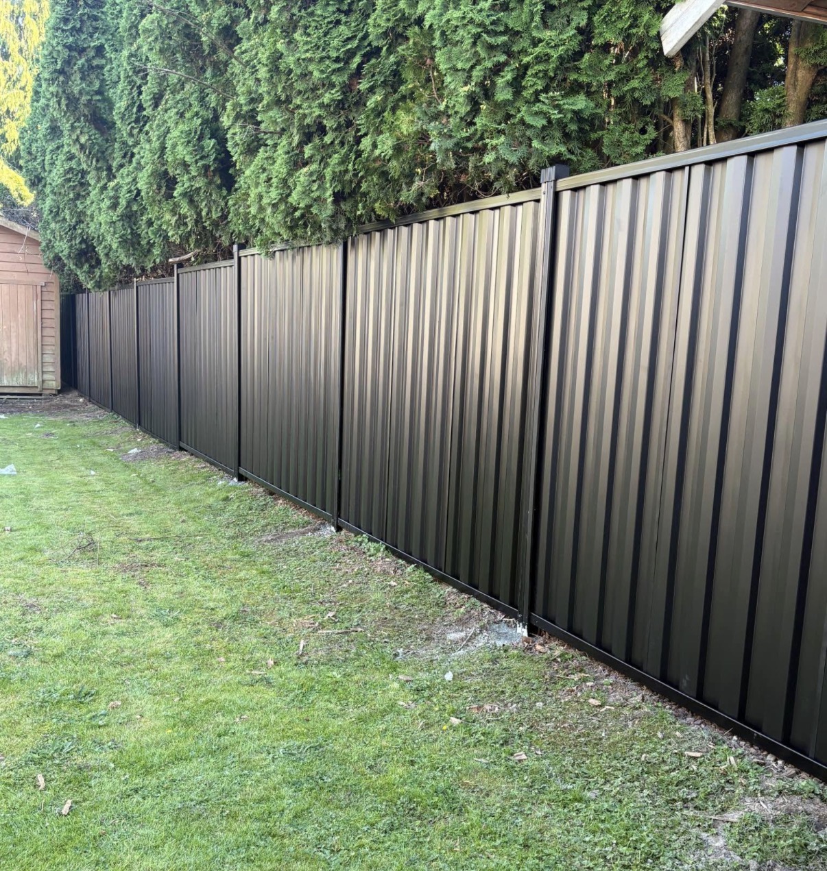 Long black corrugated metal privacy fence installed beside a row of cedar trees